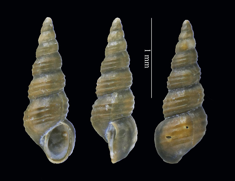 Micro gasteropode di Palavas
